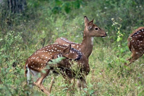 deer forest wildlife