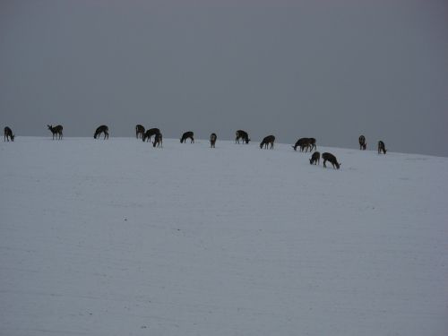 deer snow winter