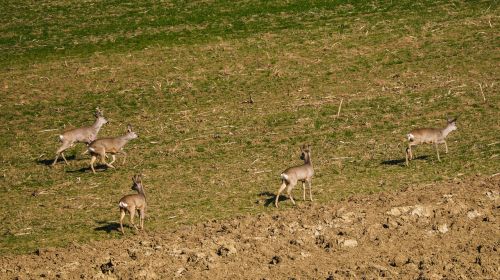 deer feldrehe rehgruppe