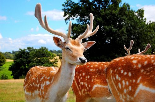 deer antlers animals