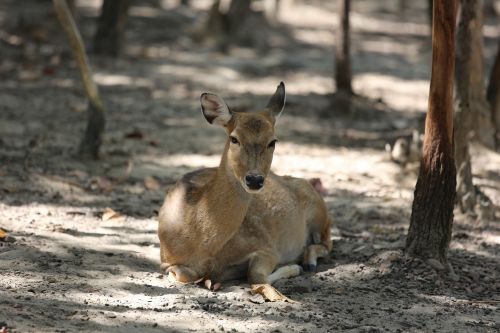 deer zoo nature