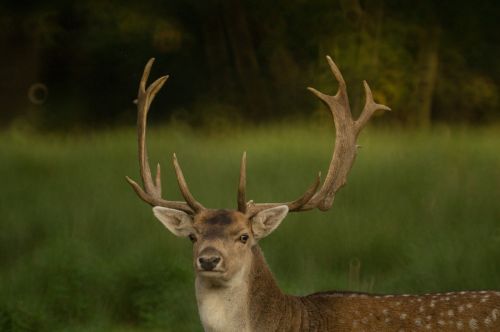 deer antlers nature