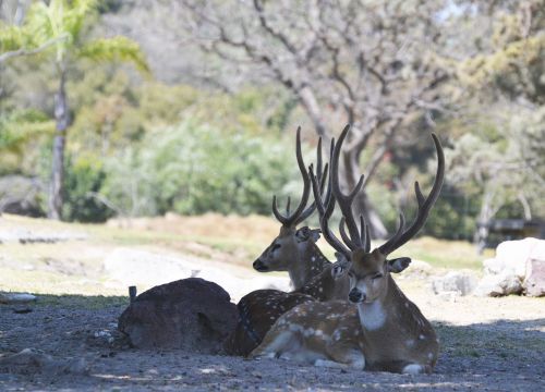 deer family water