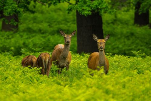 deer forest priroda