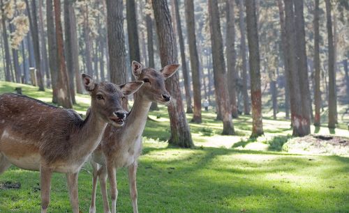 deer fawn wildlife