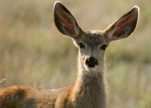deer doe wildlife