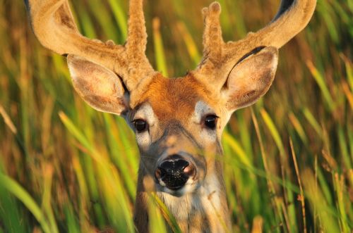 deer buck portrait