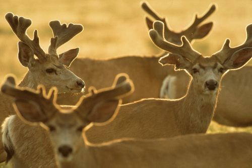 deer bucks herd