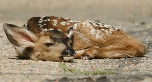 deer fawn resting