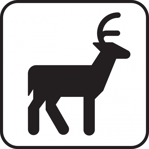 deer wildlife animal