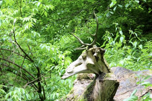 deer antler statue forest
