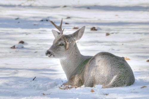 Deer In Snow