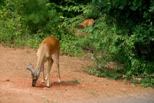 Deer In The Wild