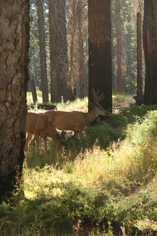 Deer In Yosemite