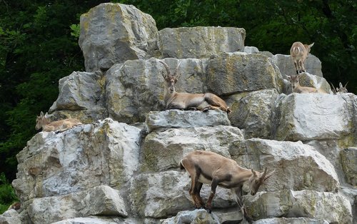 deer park  nature  ibex