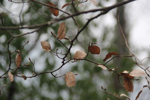 defoliation deadwood blur