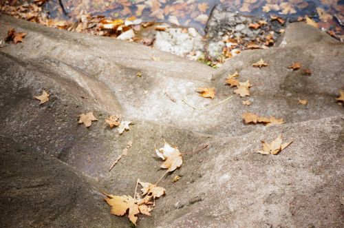 defoliation stone golden yellow