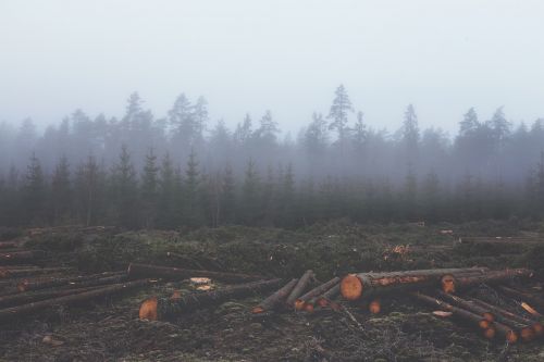 deforestation deforest lumber