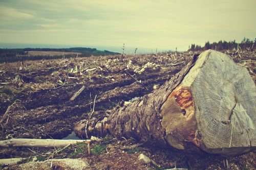 deforestation forest wood