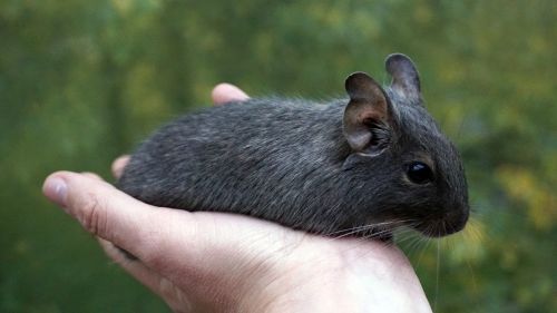 degu wore rat hand