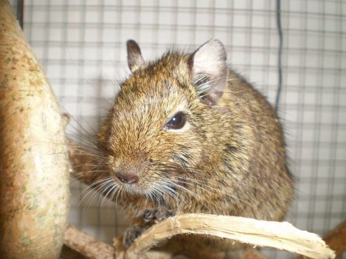 degu pet mammal