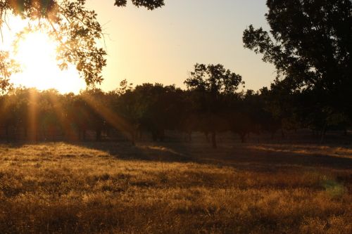 dehesa oak trees sunset