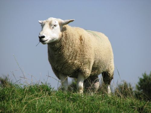 deichschaf sheep north sea