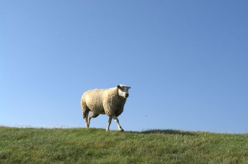 deichschaf sheep animal