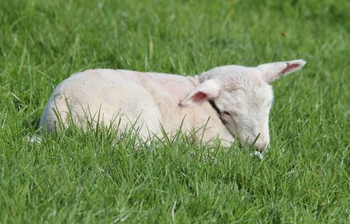 deichschaf lamb sheep