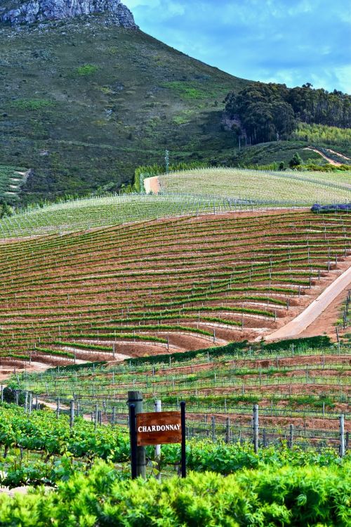 delaire vineyard agriculture vine