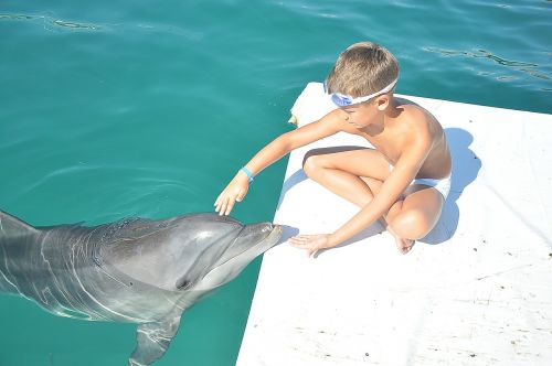 delfin boy sea