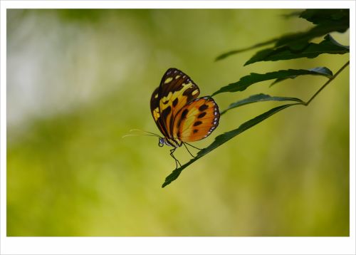 Delicate Butterfly