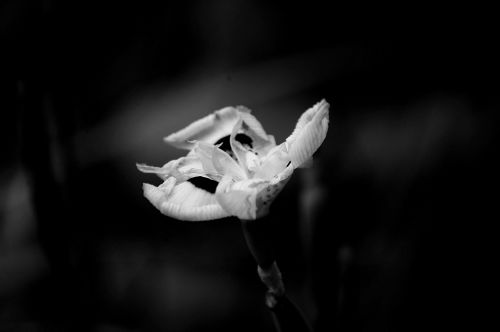 Delicate Flower In Black And White