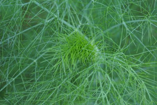 Delicate Green Grass Foliage