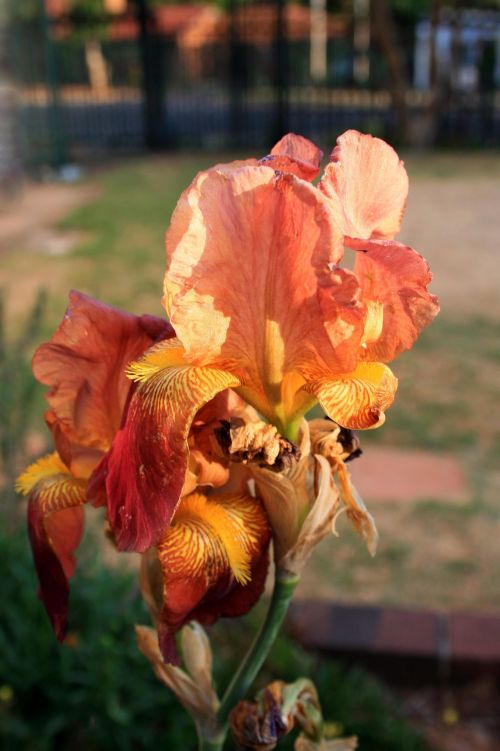 Delicate Mauve And Yellow Iris