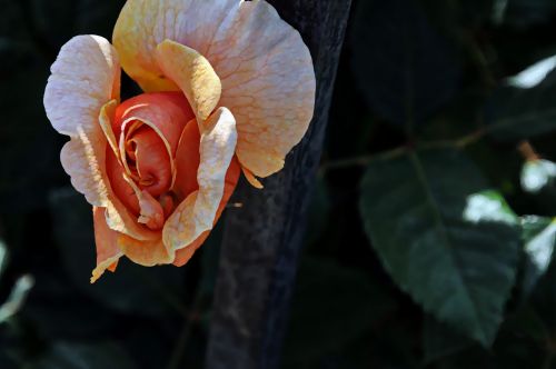 Delicate Orange Rosebud