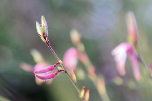Delicate Pink Flower Buds