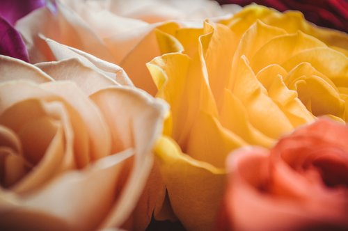 delicate roses  petals close-up  the buds