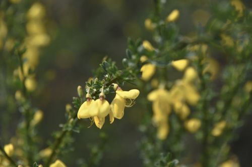 Delicate Yellow Flower