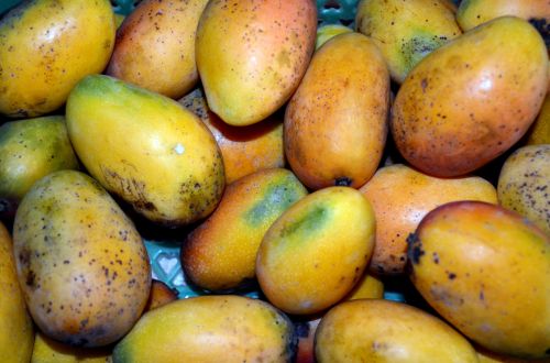 Delicious Mangoes