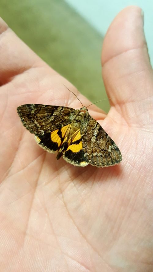 delilah underwing moth