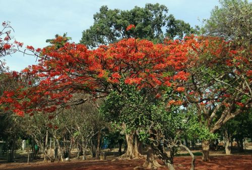 delonix regia fabaceae royal poinciana