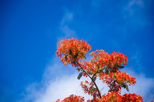 delonix regia  flower  sky