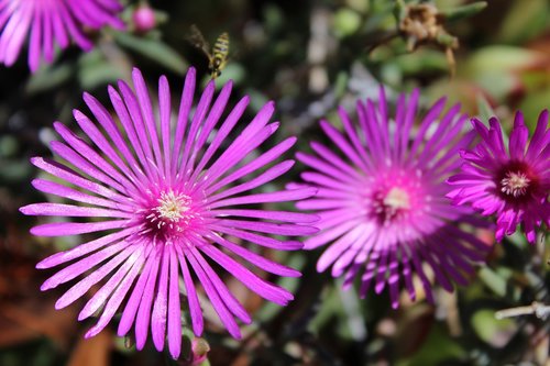 delosperma  flowers  nature