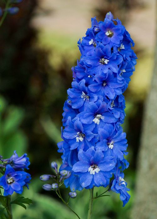 delphinium larkspur flowers