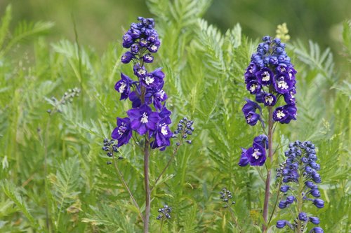 delphinium  flower  blue