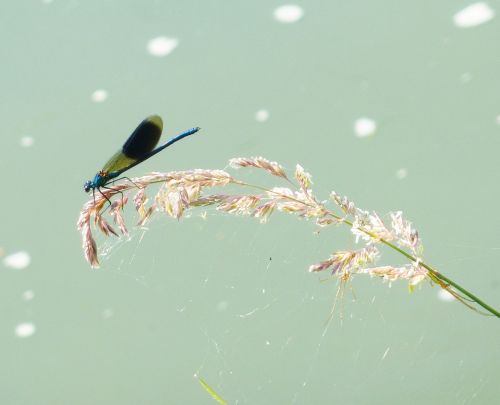 demoiselle dragonfly water spring