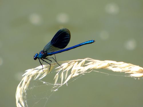 demoiselle dragonfly blue