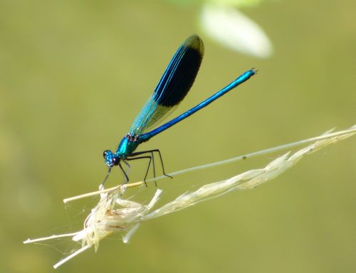 demoiselle dragonfly blue