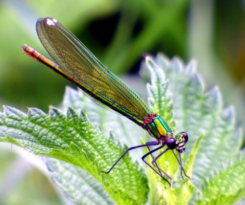 demoiselle dragonfly dragonfly water